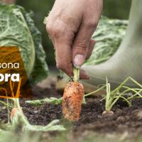 Se ilustra una persona cosechando una zanahoria en campos de cultivo.