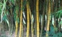Del bambú se extrae la raíz que asemeja un torito