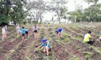 Colegio en Pocosol de San Carlos utiliza parte de su terreno para la siembra