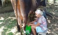 señora ordeñando una vaca