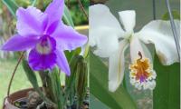 Estudiantes producen orquídeas de distintos colores