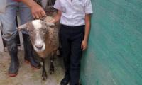 estudiante y oveja posan para una foto. Persona adulta sostiene al animal.